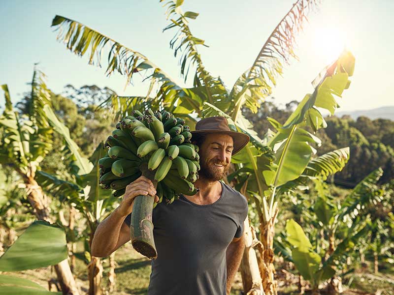 Banana farmer harvesting bananas.